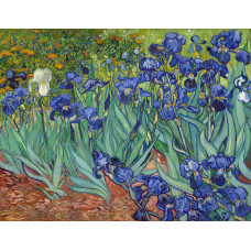 Vincent van Gogh  Irises