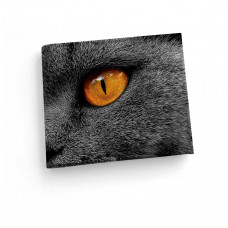 Обложка для зачетной книжки ZTK1 «Cat Eyes»
