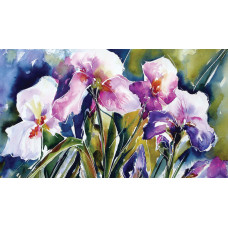 Irisy akvarel